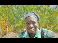 Farming Methods In Northern Ghana | Self Sufficient Life