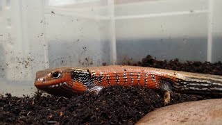 火焰石龍子吃蜂蛹Fire skink eat bee pupae（Mochlus fernandi）