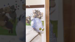 カイカイが止まらないインコ… #セキセイインコ  #インコ  #parakeet  ＃shorts