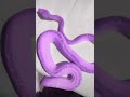 Playing with Colorful Snake | #Shorts Real Purple