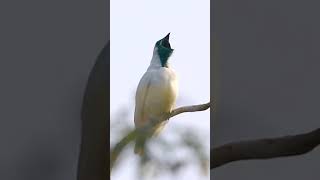 Bare Throated Bellbird