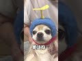 【ぷん助】犬だねチワワ shorts chihuahua ロングコートチワワ 犬だね