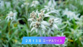 2月13日（今日は何の日、脳トレ、今日の誕生花）