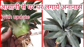 How To Grow Pineapple at Home  // अनानास को घर पर कैसे उगाये ।