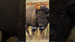 人間により絶滅した動物5選