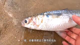 大海退潮出海赶海，“双鲨”搁浅在沙滩还有大头鱼，发财了