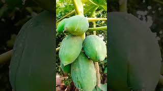 पपीता 🥑  Papaya Beautiful Video | #shorts #viral #tiktok #fruit