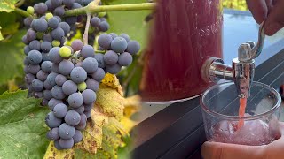 Homegrown | from vine to grape juice