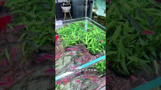 比路边杂草还好养的水草你见过吗鱼缸里的大自然 水草造景 养鱼日记