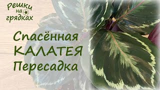 Пересадка калатеи после восстановления