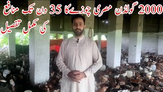 Golden misri hen farming in Pakistan | 2000 hen complete profit detail | Poultry farm business plan