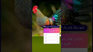 خروس به لهجه طبری چی میگن؟#shorts