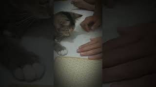 Funny Cats සබ්ස්ක්‍රයිබ් කරගෙනම යන්ඩෝ...