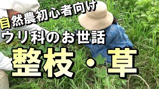 【自然農】自然農初心者向け「（きゅうり・かぼちゃなど）ウリ科のお世話」整枝・草整理2021年7月7日【natural farming】