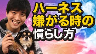 愛犬がハーネスを嫌がる時の慣らし方