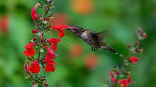 Hummingbird Vignettes 24