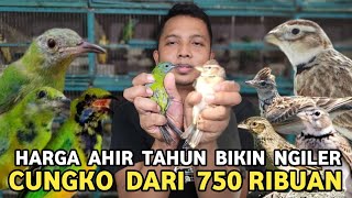 OBRAL AHIR TAHUN BRANJANGAN LOKAL 100 RIBU SANMA ORI 500 RIBU BIMAKULA 500 RIBU PB PRAMUKA