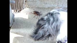 Indee goes ballistic on a California Prionus Beetle.