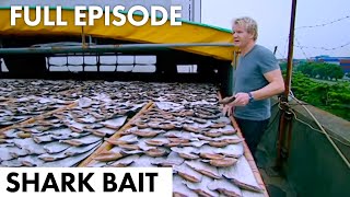 Gordon Uncovers Inhumane Shark Harvesting | Shark Bait