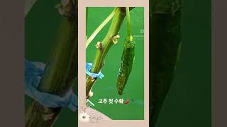 #고추 #고추농사 #고추수확 #고추키우기 #수확 #farming #chili #옥상텃밭 #옥상정원 #주렁주렁 #화분에고추키우기