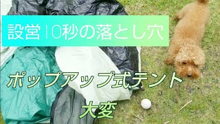 【テント失敗編】ポップアップテント設営10秒のはずが大苦戦！キャンプチャレンジの中で一番難しかったテント収納！愛犬トイプードルのだっふぃー君も #庭キャンプ