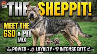 Meet the Sheppit — German Shepherd Pitbull Mix in 2 Minutes