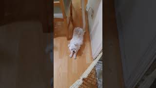 기지개피는 강아지(puppy stretching) #shorts