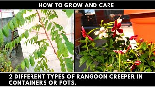 How to Grow and Care 2 Different Types of Rangoon Creeper in Containers or Pots (Madhumalti)