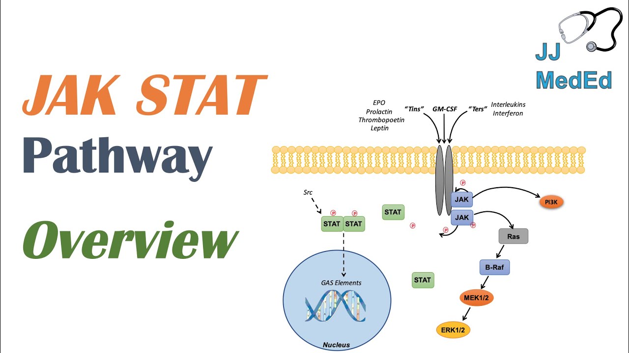 JAK-STAT Signaling Pathway - YouTube