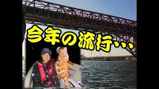 大阪湾でボートグルーパー！