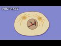 mitosis cytokinesis and the cell cycle