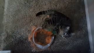 Ronja the cutie patotie kitten (crazy trash goblin)