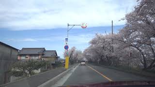 鍋田川堤桜並木 車載動画