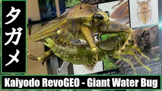 KHL - Kaiyodo Revogeo - Giant Water Bug (Kirkaldyia deyrolli) 海洋堂 - リボジオ - タガメ \u0026 ヤゴ - 可動フィギュア