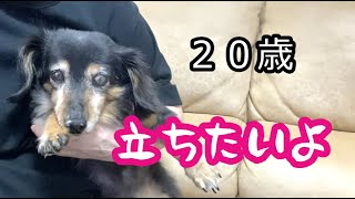 ももとの日々＃259 立てなくて歩けなくてもあきらめたくない20歳シニア犬