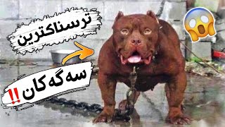 ترسناکترین سەگەکانی جیهان !! ( زۆر دڕندەن!! )