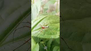 🕸️ சிலந்தின் ஒரு பார்வை 🕷️🕷️🕷️.. அஃரோசா சிலந்தி..