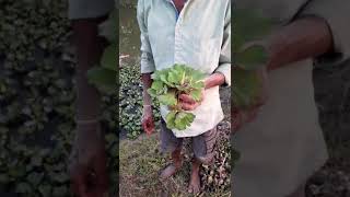 পুকুরে কচুরিপানা ( Water hyacinth ) #shorts