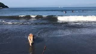 シェルティ　こむつむ　満潮海遊び！波に飲まれるかんちゃんと海に入れないつむぎさん