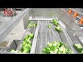 Frozen Broccoli Vegetable Processing Line