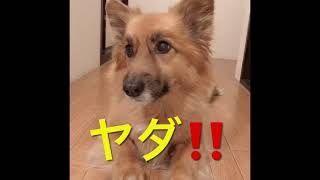 どいてくれない犬【雑種犬】#Shorts