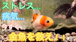 【金魚水槽】病気治療…スポンジフィルター辞めました。