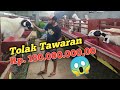 TOLAK 180 JT🔥Kandang Domba PUTRA SETYA MUDA , isinan kandang superan semua