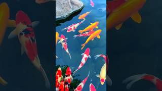 Red Fish Attack On Shark Ocean Animals Video #oceananimalsvideo