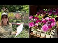 cut flower garden deep dive how climate pests diseases u0026 heat influences the best cut flowers 💐💖