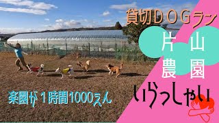 片山農園OKドッグランは貸切なのに1時間1000円！？誰にも邪魔されない空間がそこにはある(*'▽')　兵庫県加東市でこんな素敵なところがあるとは♪