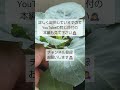 9 27【キャベツ】仮植え　キャベツも初めて育てるので　注意する事などアドバイスをお願いします