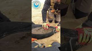 Seal nearly dodges rescuer #sealrescue