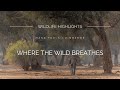 WILDLIFE HIGHLIGHTS IN 4K | MANA POOLS 2025