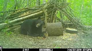 Black bear has tough time chewing caramel